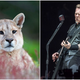 Illustration for article titled Woman proves that cougars, like your parents, can be repelled by the sound of Metallica